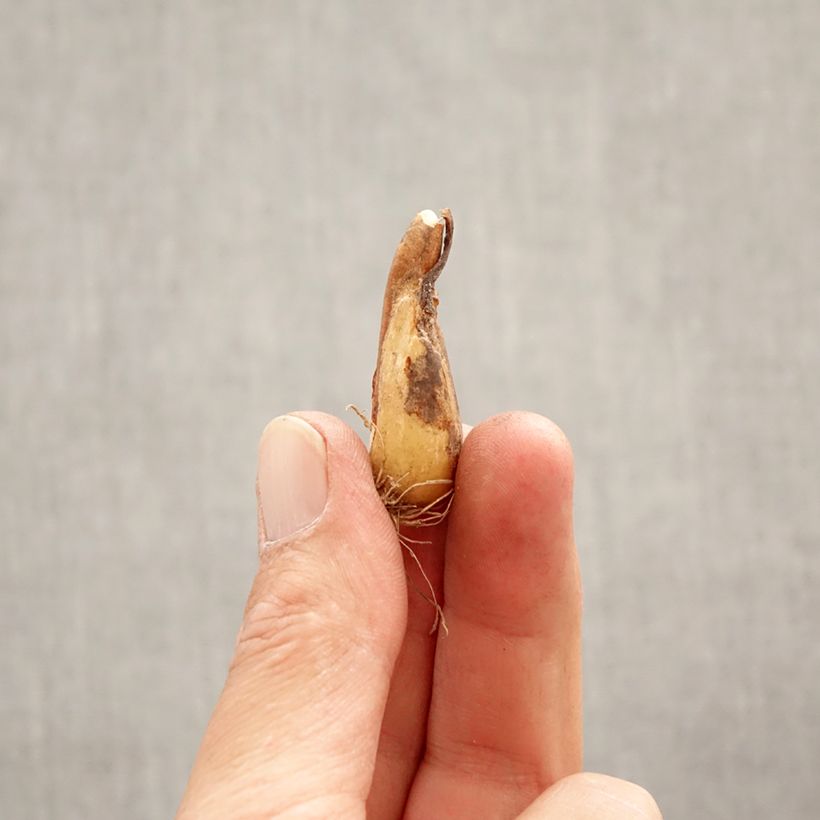 Spécimen de Erythronium White Beauty Bulbe calibre I tel que livré au printemps