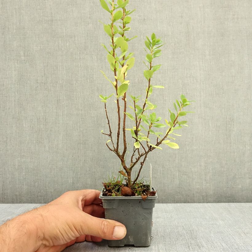 Spécimen de Escallonia Apple Blossom Godet de 8/9 cm tel que livré en été