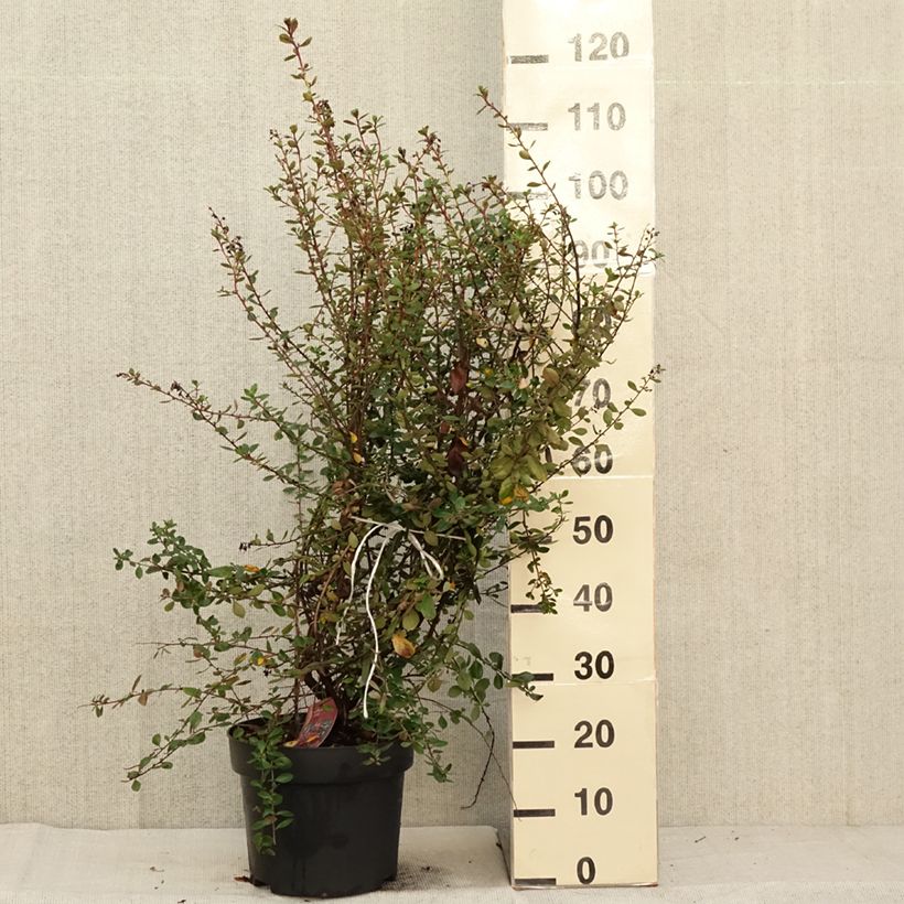 Spécimen de Escallonia C.F. Ball Pot de 7,5L/10L tel que livré en automne