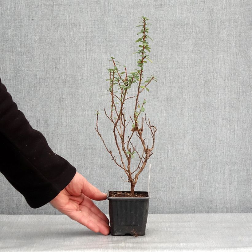 Spécimen de Escallonia compacta Coccinea Godet de 8/9 cm tel que livré en hiver