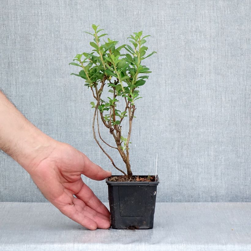 Spécimen de Escallonia compacta Coccinea Godet de 8/9 cm tel que livré au printemps