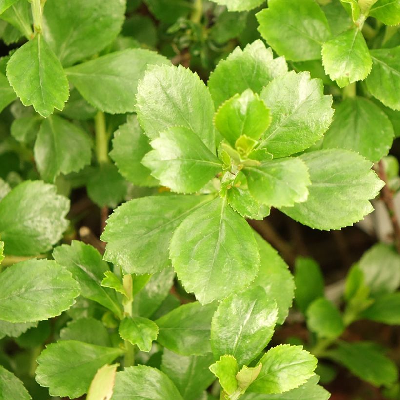 Escallonia Donard Radiance (Feuillage)