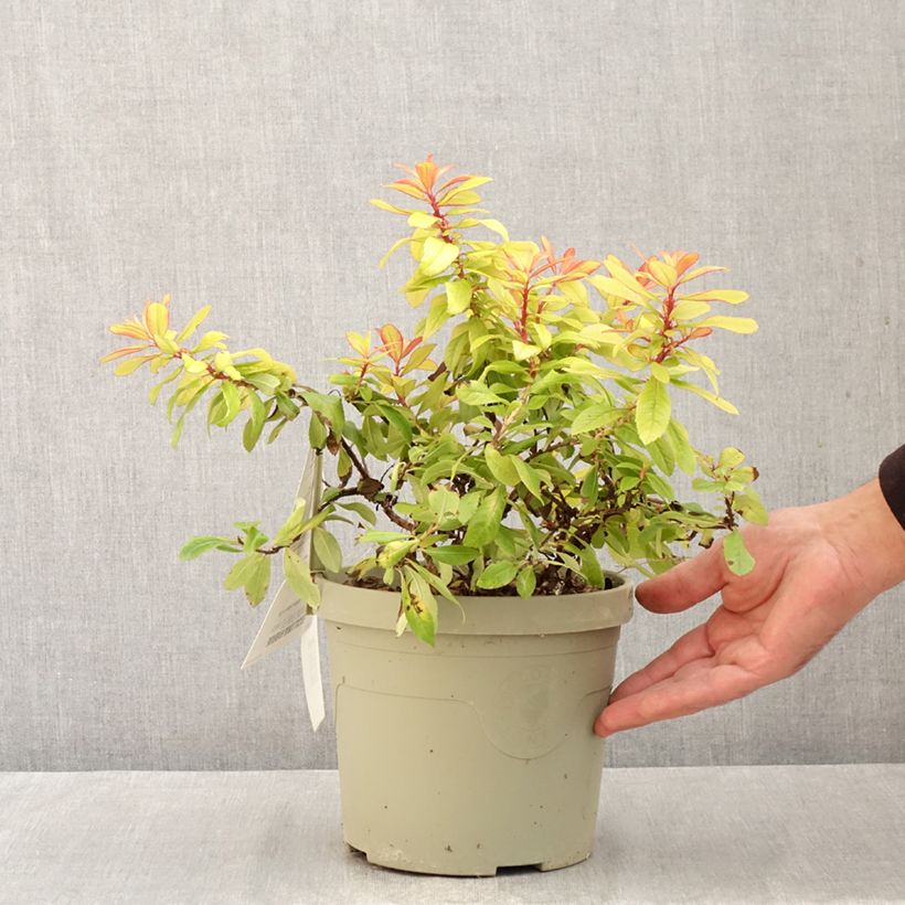 Spécimen de Escallonia hybride Glowing Embers Pot de 3L/4L tel que livré en automne