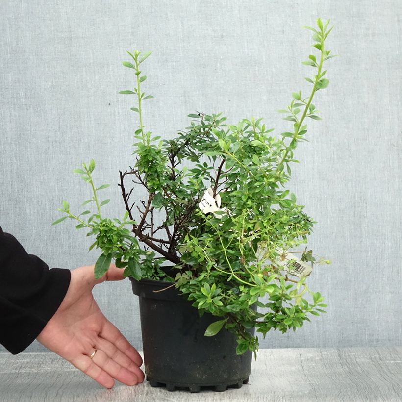 Spécimen de Escallonia hybride Show Stopper Pot de 3L/4L tel que livré en automne