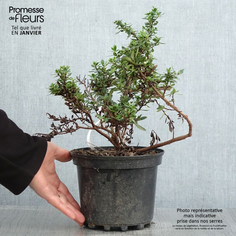 Spécimen de Escallonia hybride Show Stopper Pot de 3L/4L tel que livré en hiver