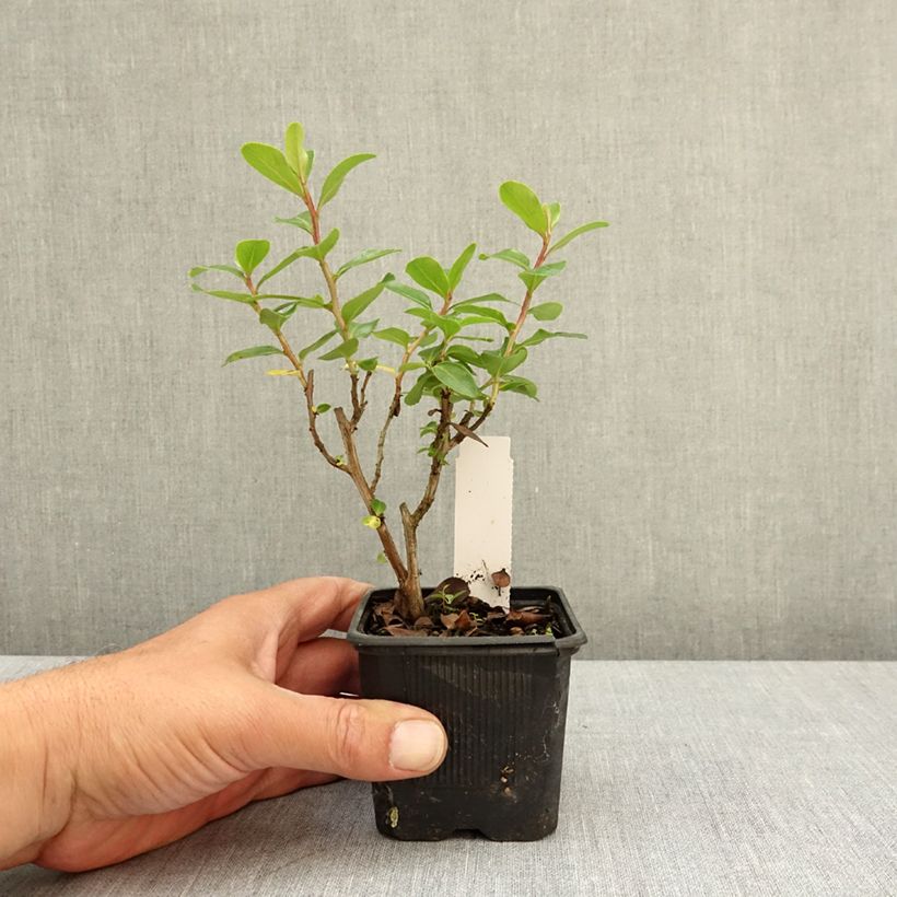 Spécimen de Escallonia Iveyi Godet de 8/9 cm tel que livré au printemps