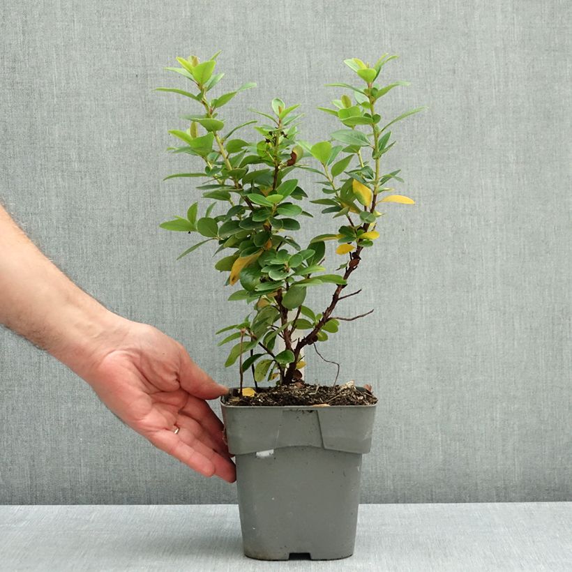 Spécimen de Escallonia Pink Elle Pot de 1L/1,5L tel que livré en automne