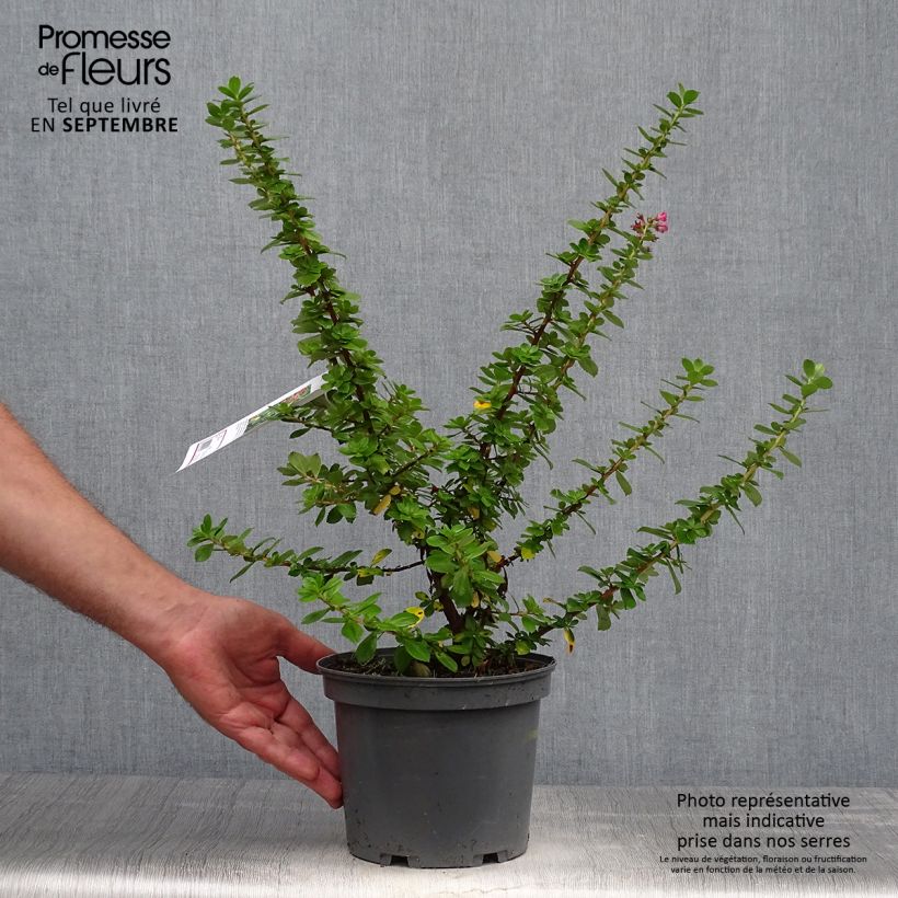 Spécimen de Escallonia Pride of Donard Pot de 2L/3L tel que livré en automne