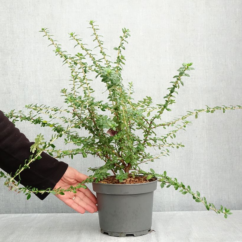 Spécimen de Escallonia Red Elf Pot de 3L/4L tel que livré en automne