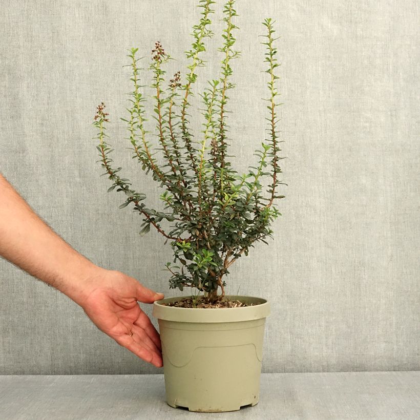 Spécimen de Escallonia rubra Red Tower Pot de 3L/4L tel que livré en été