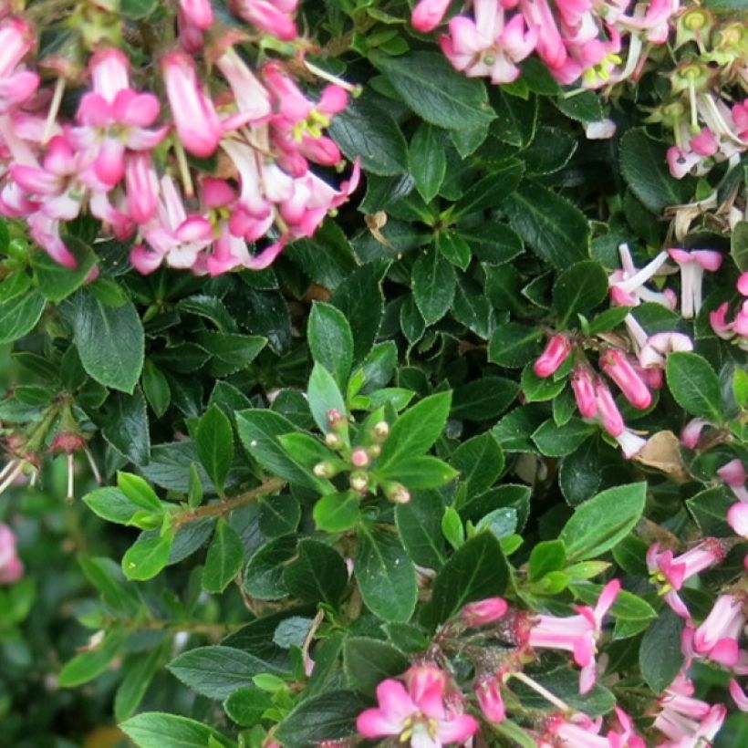 Escallonia hybride Show Stopper (Feuillage)