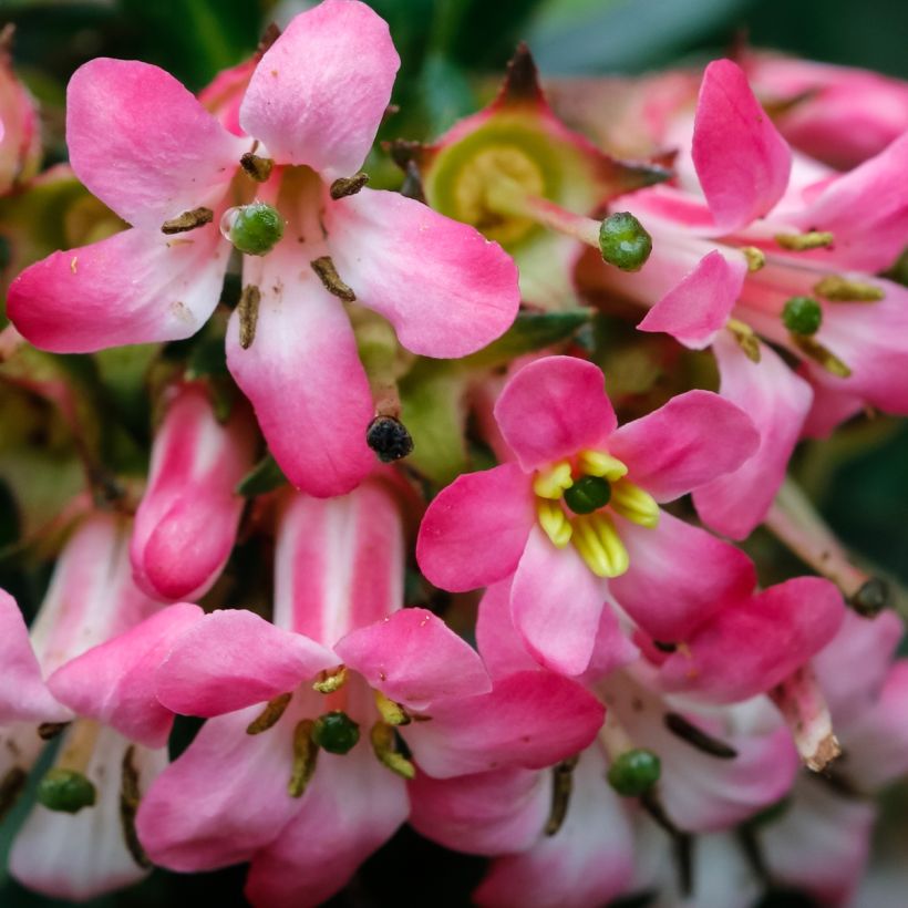 Escallonia hybride Show Stopper (Floraison)
