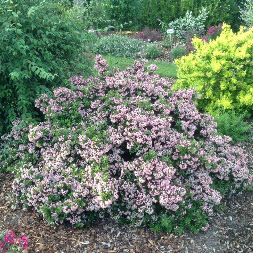 Escallonia hybride Show Stopper (Port)