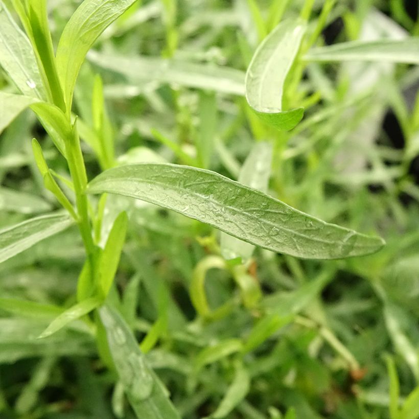 Estragon vrai en plant BIO (Feuillage)