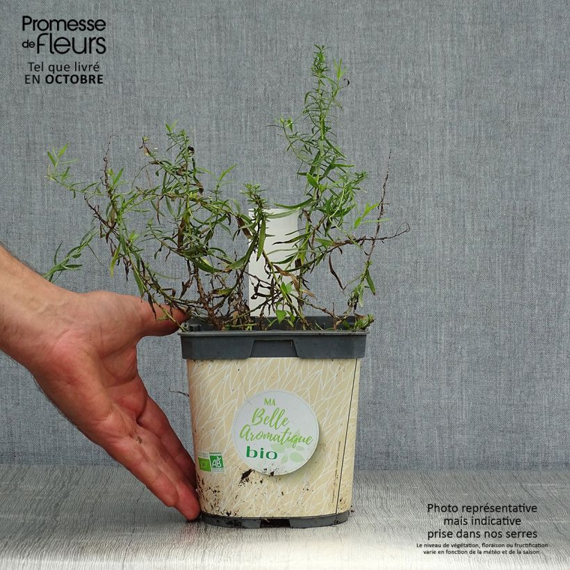 Spécimen de Estragon vrai en plant BIO Pot de 1L/1,5L tel que livré en automne
