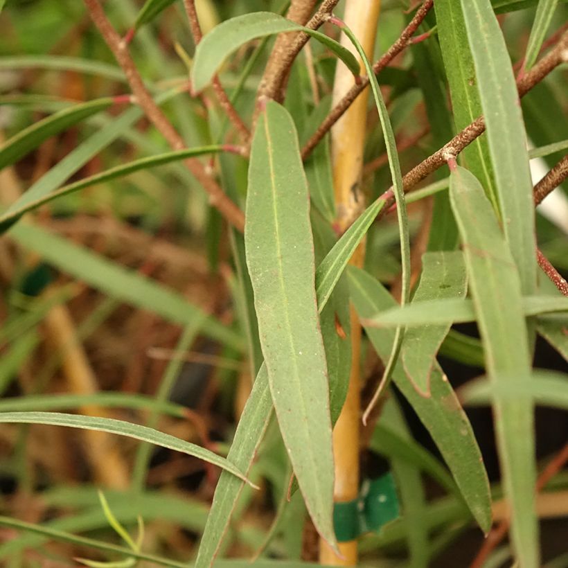 Eucalyptus apiculata - Mallée à feuilles étroites (Feuillage)