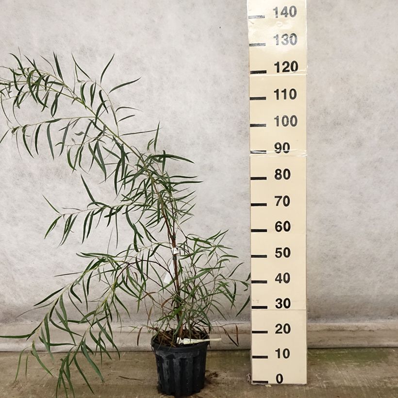 Spécimen de Eucalyptus apiculata - Mallée à feuilles étroites Pot de 4L/5L, Pot anti-chignon tel que livré en automne