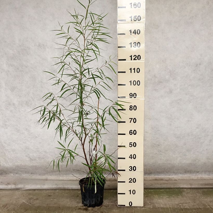 Spécimen de Eucalyptus approximans - Mallee de Barren Mountain Pot de 4L/5L, Pot anti-chignon tel que livré en automne
