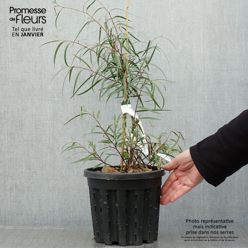 Spécimen de Eucalyptus approximans - Mallee de Barren Mountain Pot de 4L/5L, Pot anti-chignon tel que livré en hiver