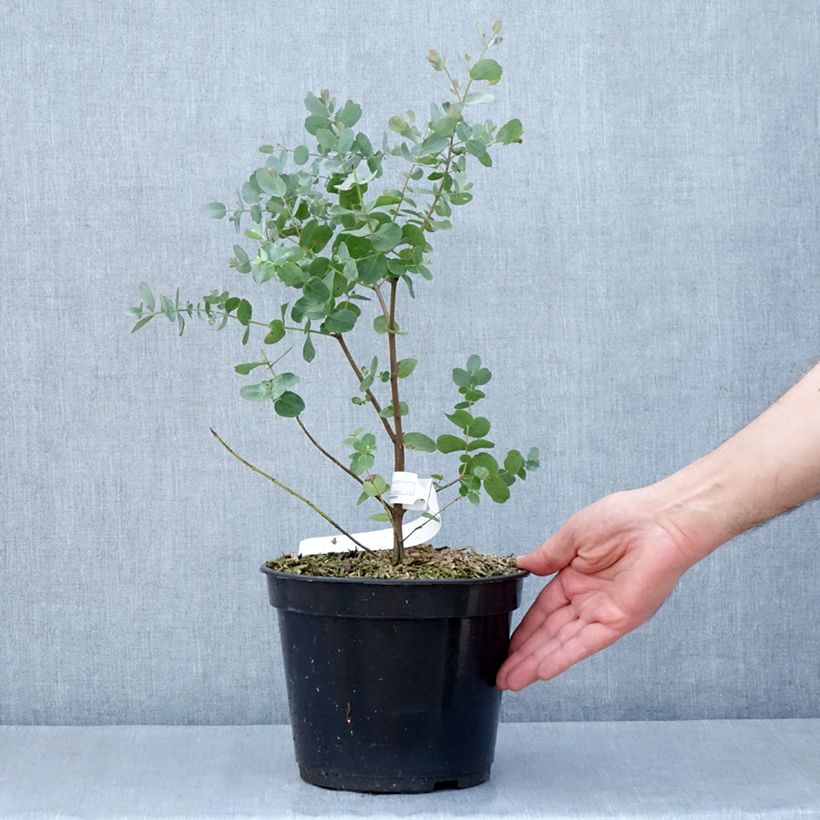 Spécimen de Eucalyptus archeri - Gommier alpin, Eucalyptus d'Archer Pot de 4L/5L tel que livré au printemps