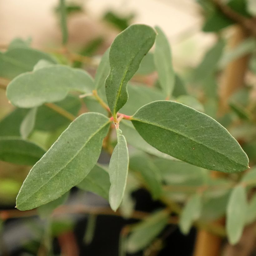 Eucalyptus archeri - Gommier alpin, Eucalyptus d'Archer (Feuillage)