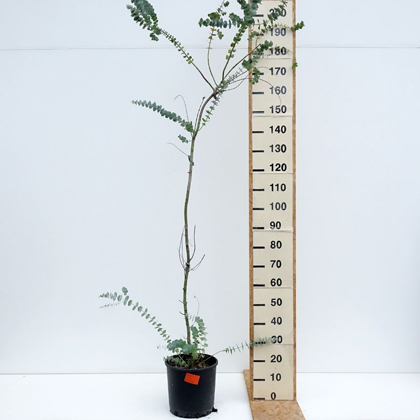 Spécimen de Eucalyptus Baby Blue - Gommier argenté Pot de 7,5L/10L tel que livré en été