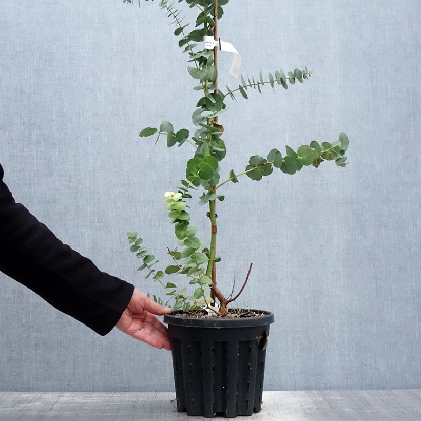 Spécimen de Eucalyptus bridgesiana - Gommier de Bridges Pot de 4L/5L, Pot anti-chignon tel que livré au printemps