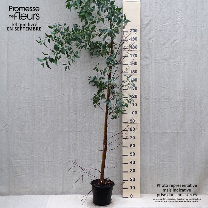 Spécimen de Eucalyptus camaldulensis Rostrata - Gommier rouge des rivières, Gommier de Camaldoli Pot de 7,5L/10L tel que livré en automne