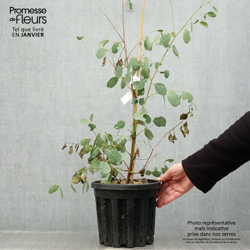 Spécimen de Eucalyptus camphora subsp camphora - Gommier des marais Pot de 4L/5L, Pot anti-chignon tel que livré en hiver