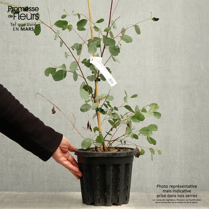 Spécimen de Eucalyptus camphora subsp camphora - Gommier des marais Pot de 4L/5L, Pot anti-chignon tel que livré au printemps