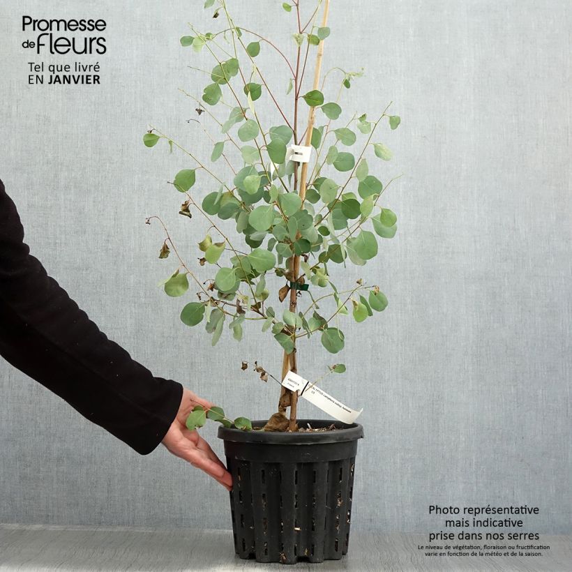 Spécimen de Eucalyptus camphora subsp humeana - Gommier des marais de montagne Pot de 4L/5L, Pot anti-chignon tel que livré en hiver