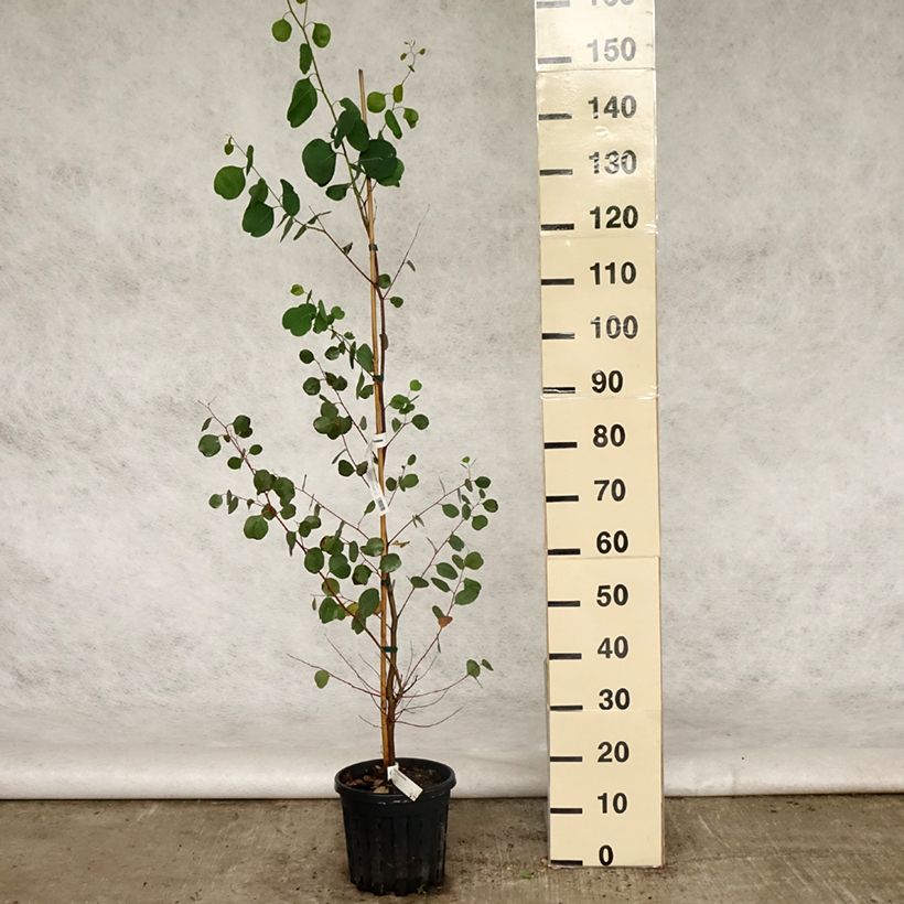 Spécimen de Eucalyptus camphora subsp humeana - Gommier des marais de montagne Pot de 4L/5L, Pot anti-chignon tel que livré au printemps