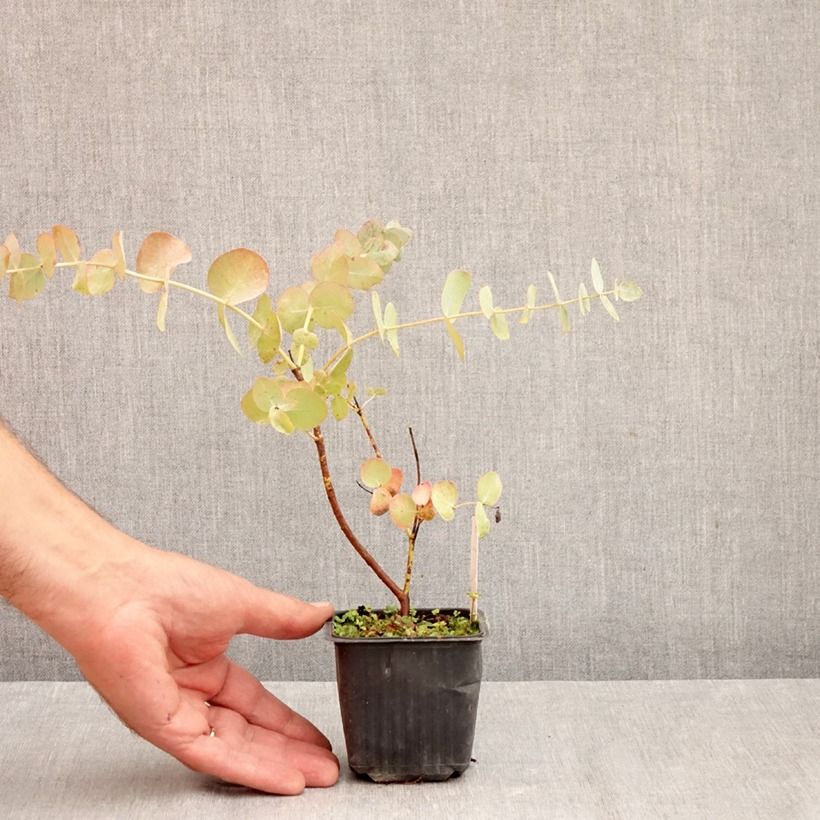 Spécimen de Eucalyptus cinerea Silver Dollar - Gommier cendré Godet de 8/9 cm tel que livré en automne