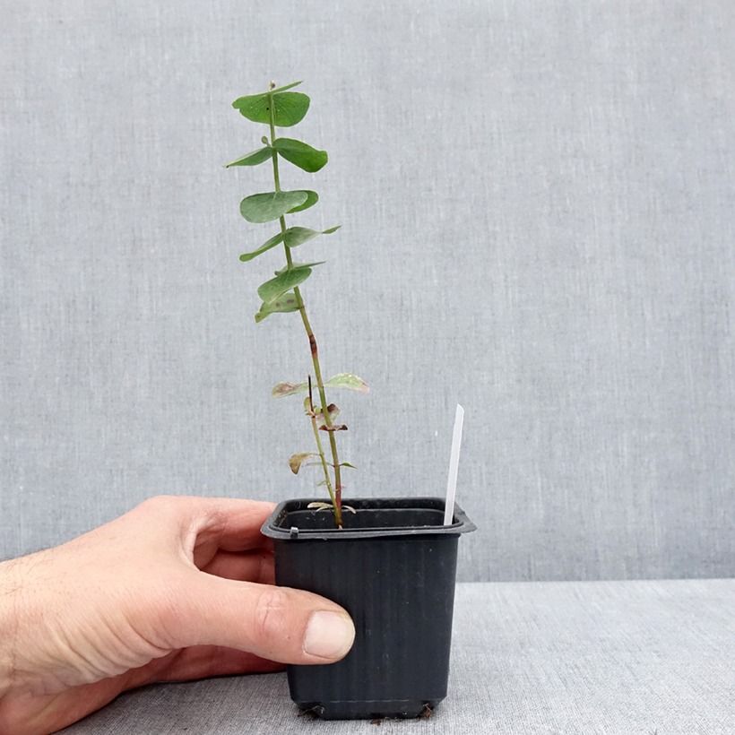 Spécimen de Eucalyptus cinerea Silver Dollar - Gommier cendré Godet de 8/9 cm tel que livré au printemps