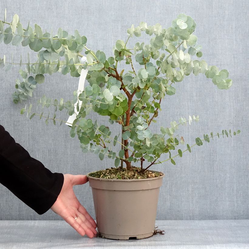 Spécimen de Eucalyptus cinerea Silver Dollar - Gommier cendré Pot de 2L/3L tel que livré en hiver