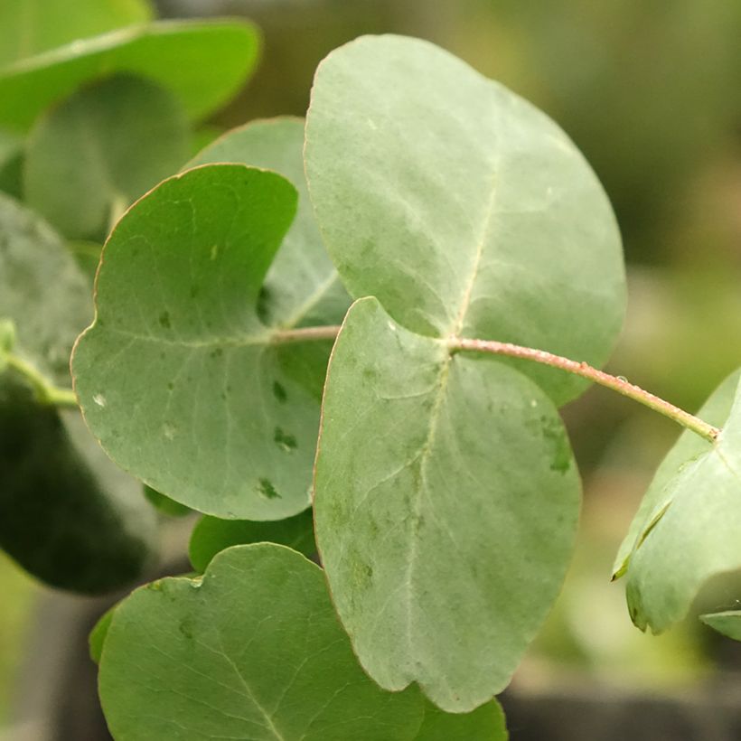 Eucalyptus cinerea Silver Dollar - Gommier cendré (Feuillage)
