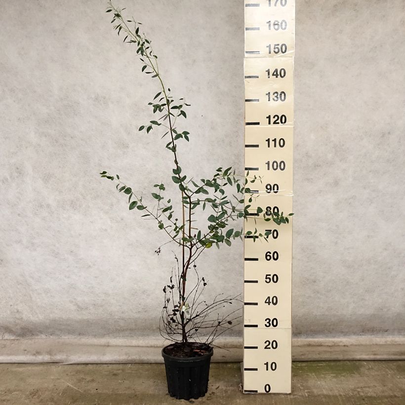 Spécimen de Eucalyptus coccifera - Gommier des neiges de Tasmanie Pot de 4L/5L, Pot anti-chignon tel que livré en automne