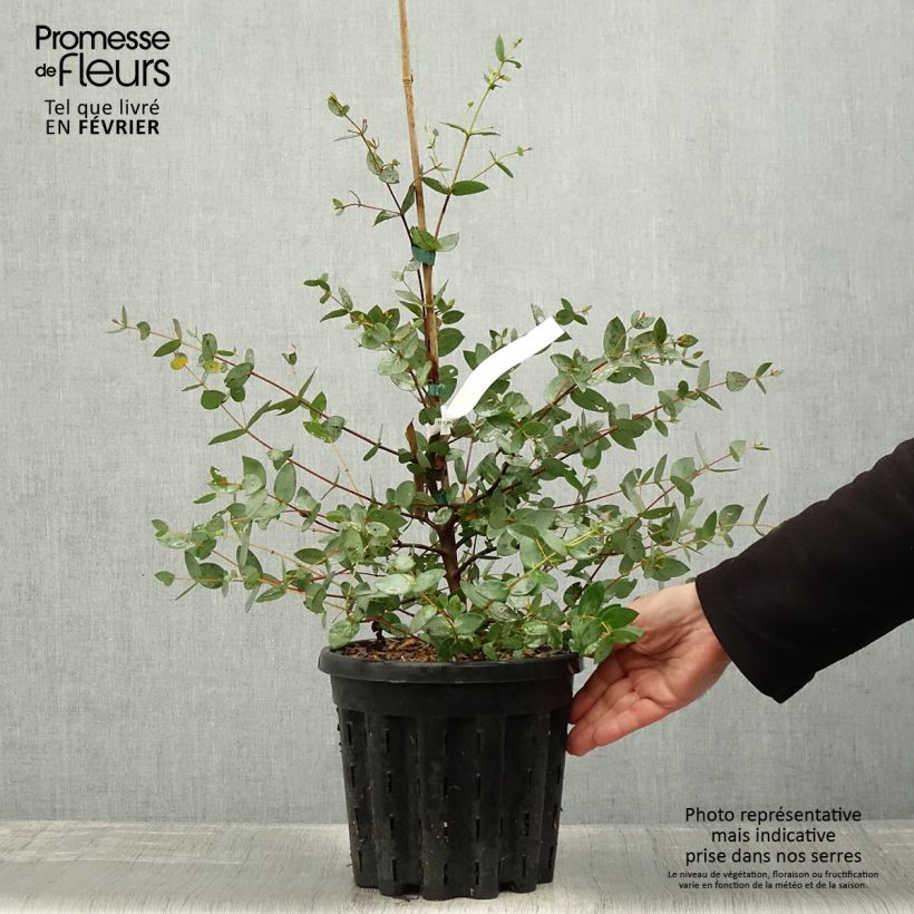 Spécimen de Eucalyptus coccifera - Gommier des neiges de Tasmanie Pot de 4L/5L, Pot anti-chignon tel que livré en hiver