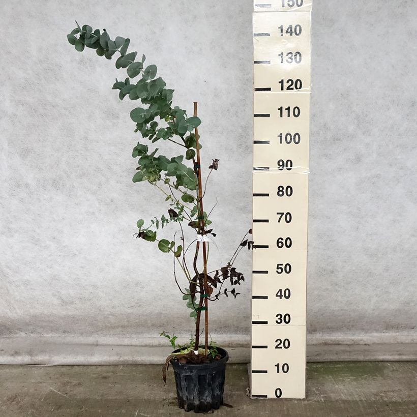 Spécimen de Eucalyptus cordata subsp quadrangulosa Pot de 4L/5L, Pot anti-chignon tel que livré en automne