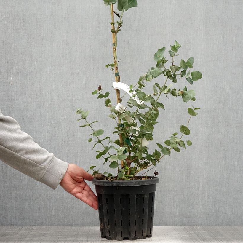 Spécimen de Eucalyptus cordata subsp quadrangulosa Pot de 4L/5L, Pot anti-chignon tel que livré en été