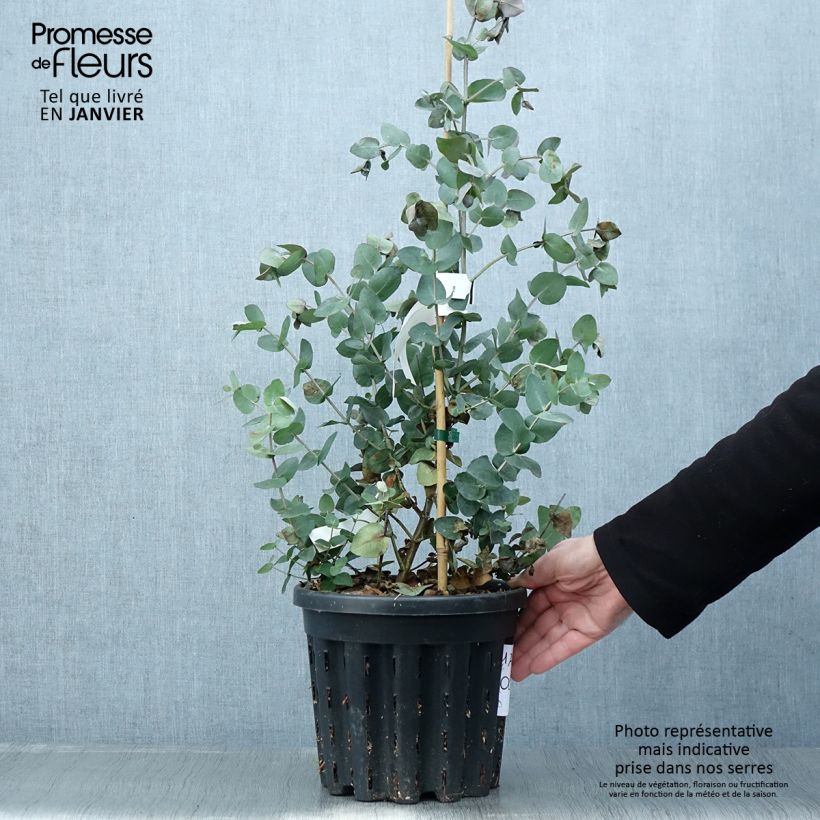 Spécimen de Eucalyptus cordata subsp quadrangulosa Pot de 4L/5L, Pot anti-chignon tel que livré en hiver