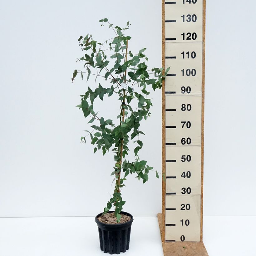 Spécimen de Eucalyptus dalrympleana - Gommier blanc des montagnes Pot de 4L/5L, Pot anti-chignon tel que livré en automne