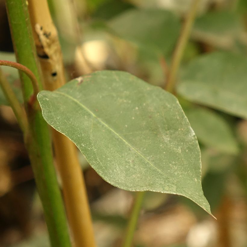 Eucalyptus deanei - Gommier de Deane, Gommier bleu montagne (Feuillage)