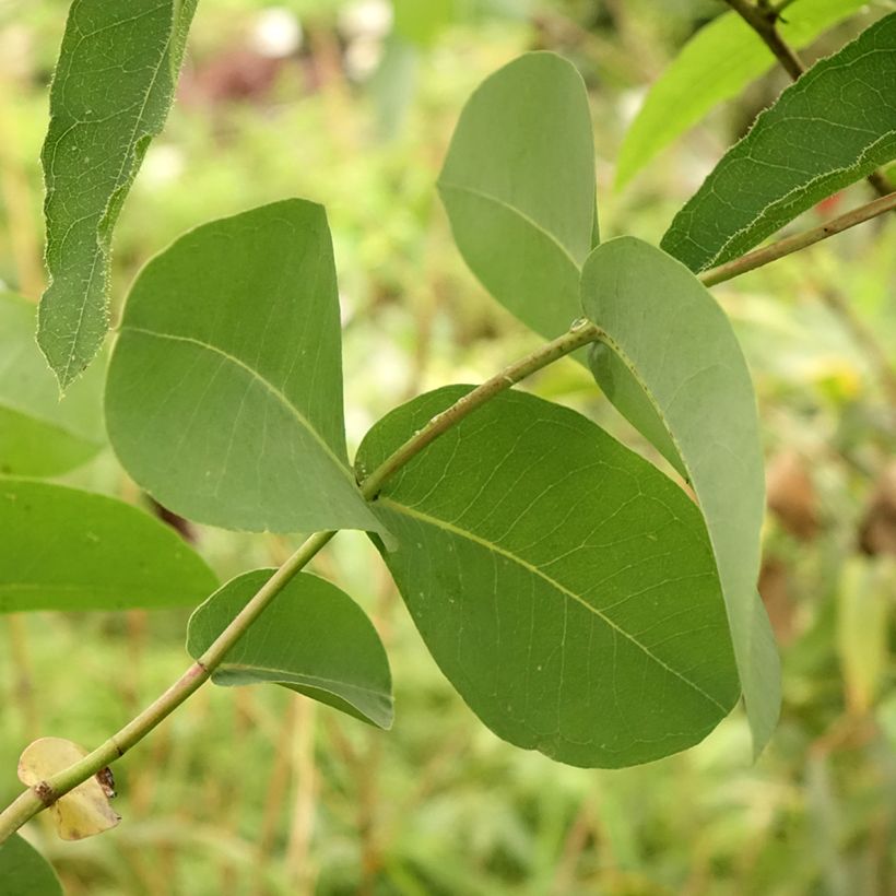 Eucalyptus elliptica - Gommier blanc de Bendemeer (Feuillage)