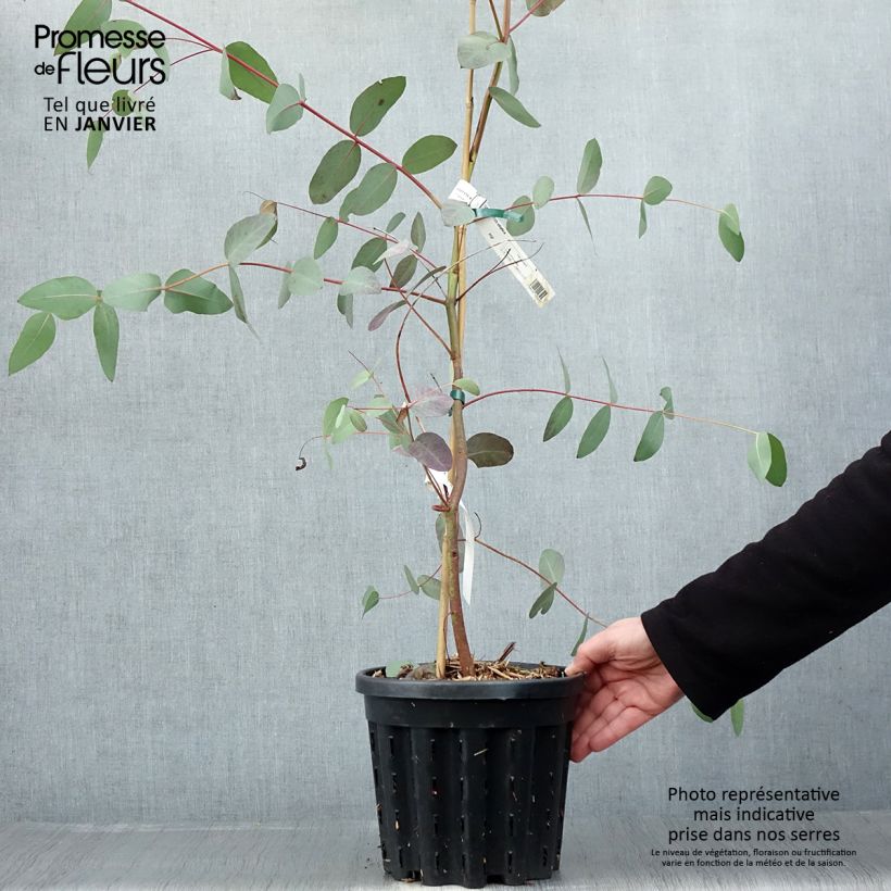 Spécimen de Eucalyptus elliptica - Gommier blanc de Bendemeer Pot de 4L/5L, Pot anti-chignon tel que livré en hiver