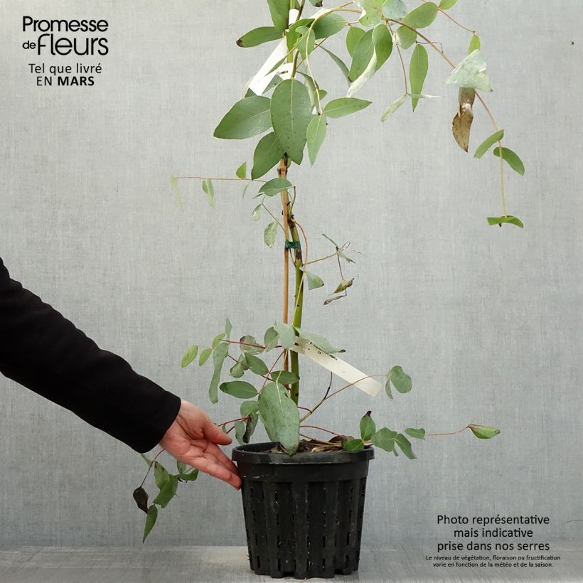 Spécimen de Eucalyptus elliptica - Gommier blanc de Bendemeer Pot de 4L/5L, Pot anti-chignon tel que livré au printemps