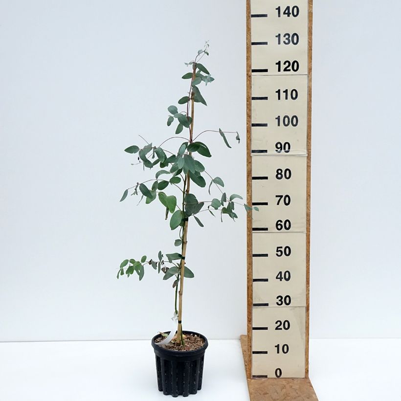 Spécimen de Eucalyptus elliptica - Gommier blanc de Bendemeer Pot de 4L/5L, Pot anti-chignon tel que livré en automne