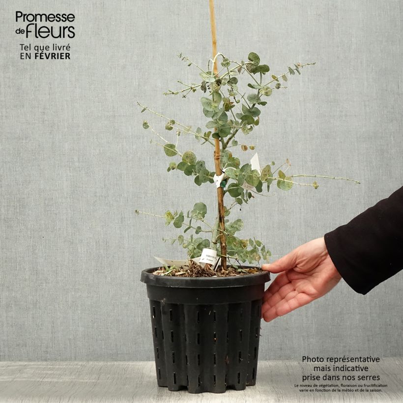 Spécimen de Eucalyptus glaucescens Guthega - Gommier Tingiringi Pot de 4L/5L, Pot anti-chignon tel que livré en hiver