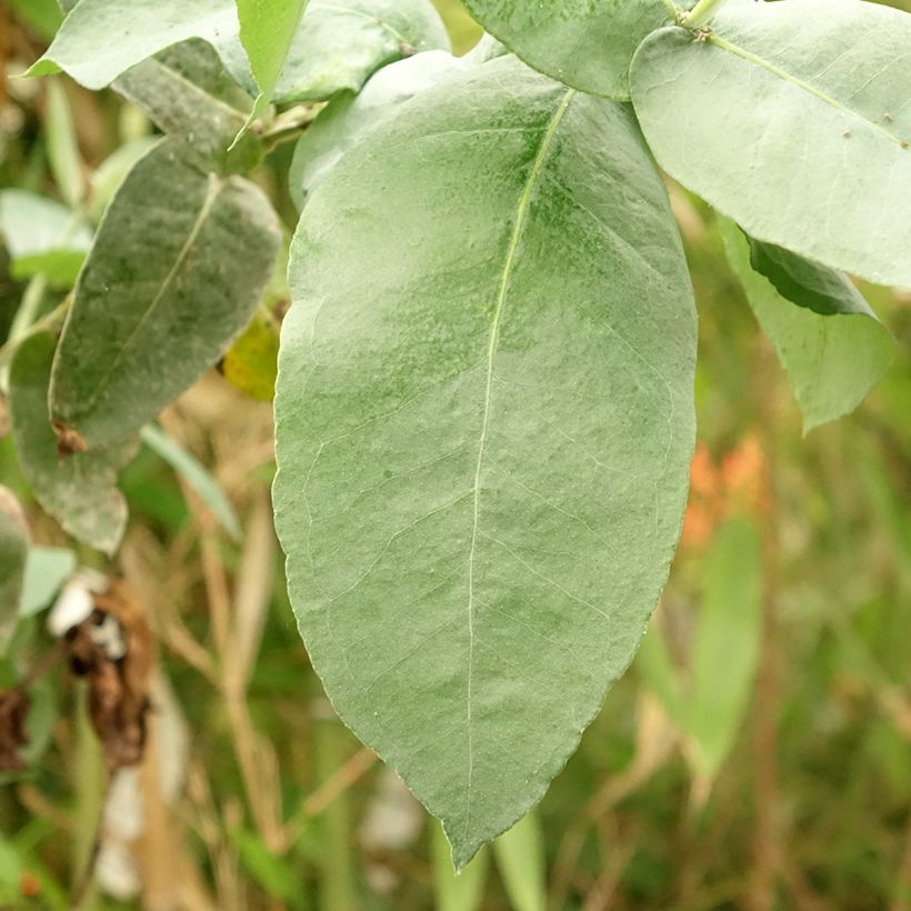 Eucalyptus globulus subsp bicostata - Gommier bleu du Sud (Feuillage)