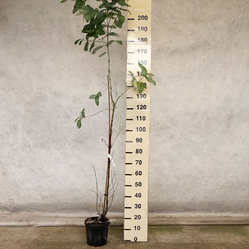 Spécimen de Eucalyptus globulus subsp bicostata - Gommier bleu du Sud Pot de 4L/5L, Pot anti-chignon tel que livré en automne